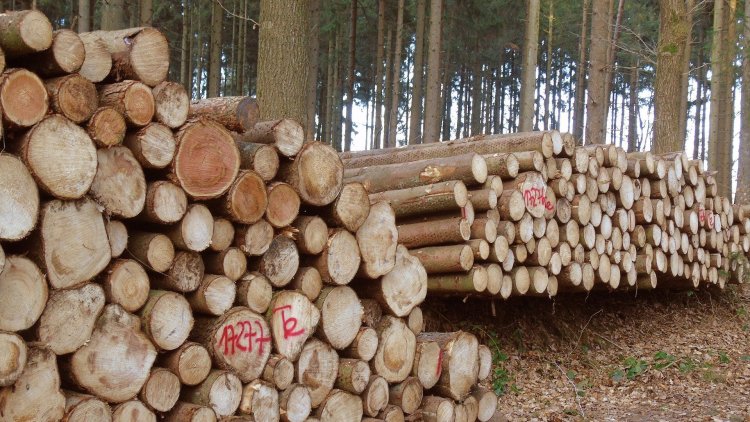 Кишиневец заплатит почти 50 000 леев за незаконную вырубку деревьев