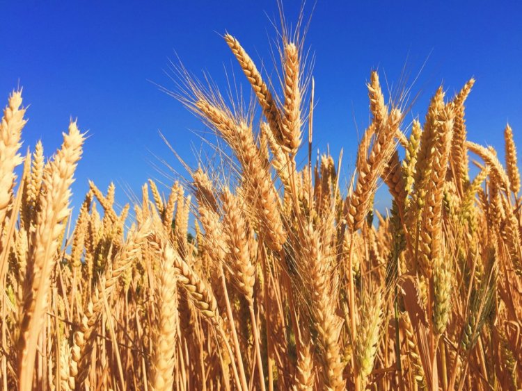 Фермеры обещают больше пшеницы