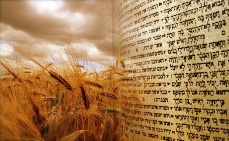 В праздник Шавуот принято читать Книгу Рут